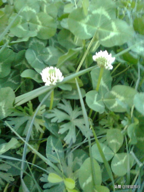 南京的秦淮河,秦淮河南京的秦淮河