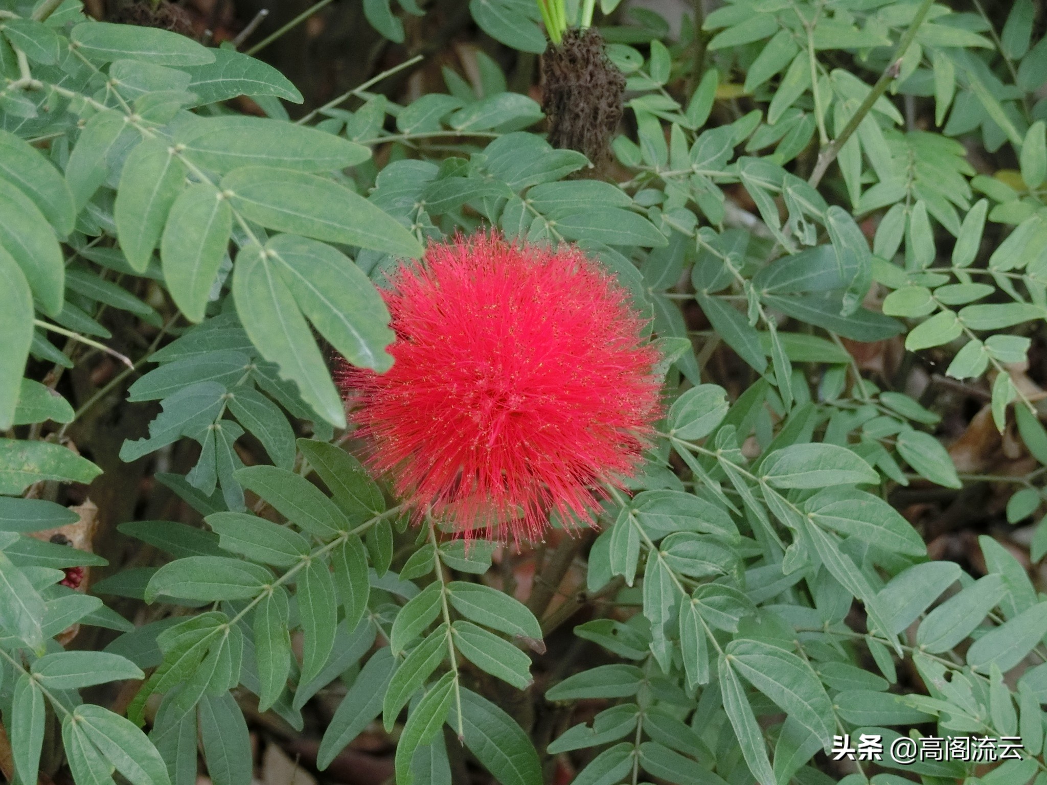 深圳旅游:燕子岭生态公园游记