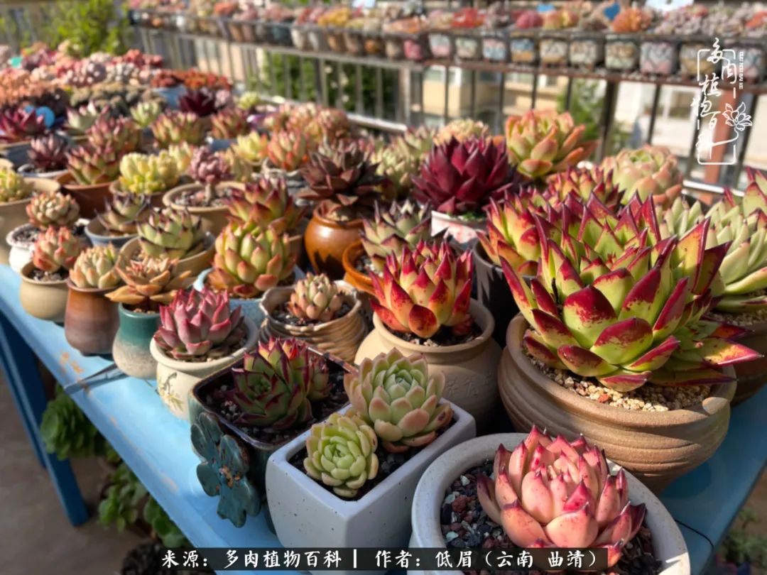 多肉植物百科如何投稿,感谢多肉植物百科的陪伴