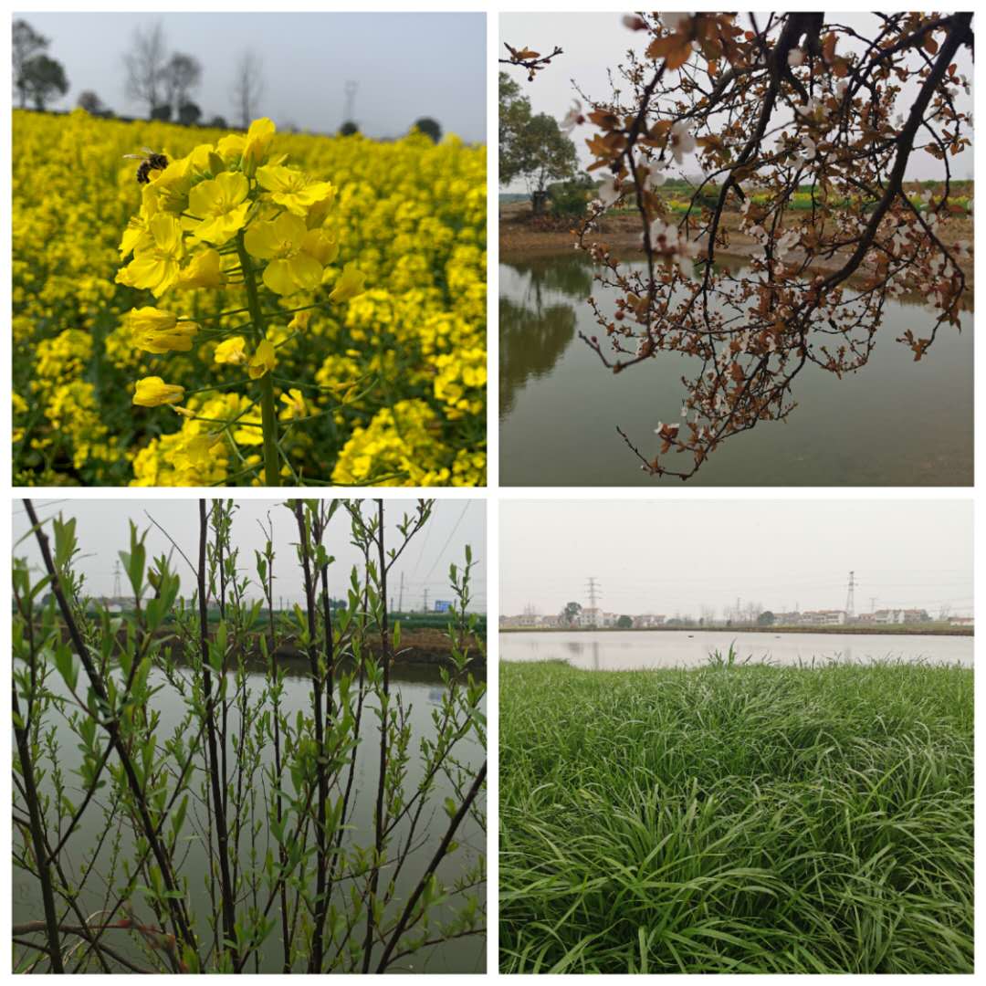 病毒席卷了我们的家园,病毒席卷了世界的每一个角落