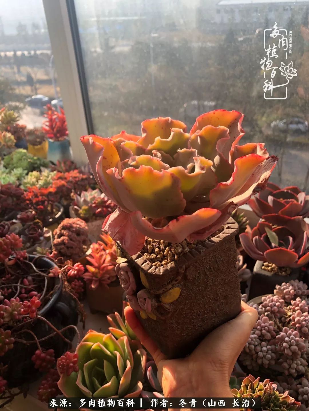 阳台养多肉徒长怎么办,阳台养多肉养殖方法和注意事项