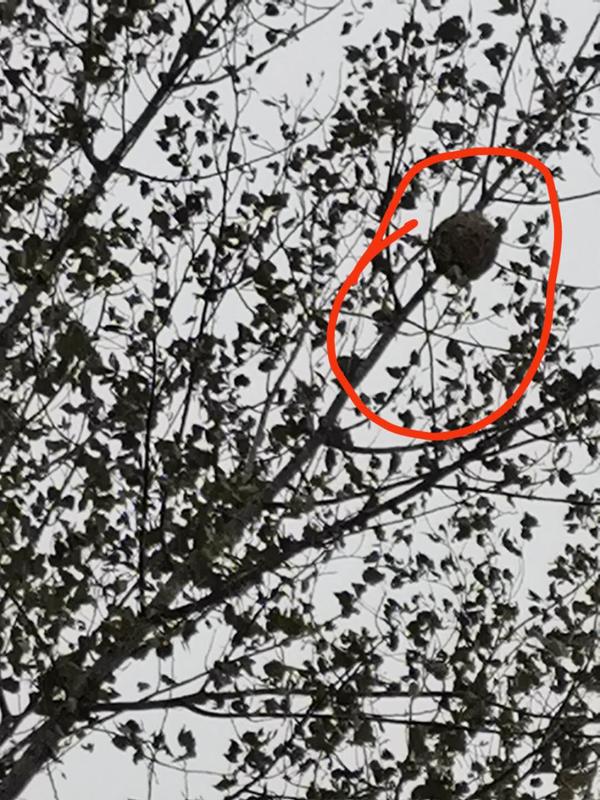 河南4岁男童被骷髅蜂蜇伤,男童被蜂蜇伤50多次