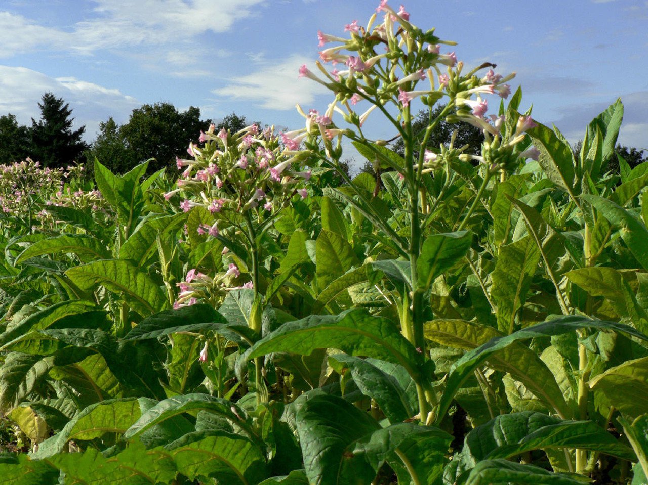 中烟公司年薪,中国烟草年薪硕士