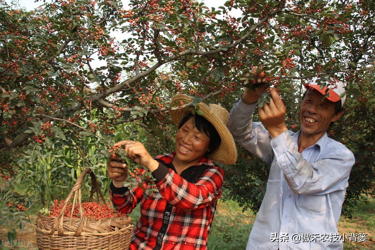 怎样种植花椒成活率高,花椒树怎样种植最好