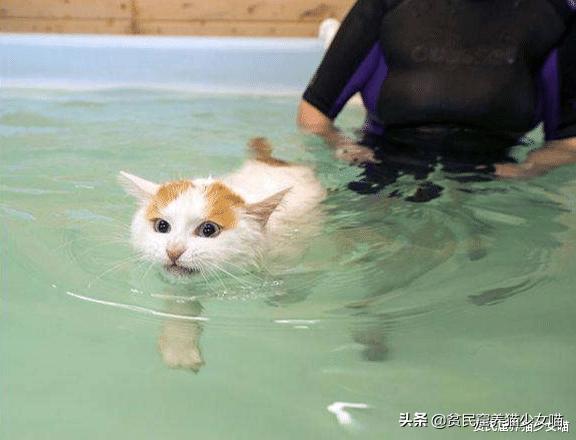 玩水的小猫咪,戏水小猫咪