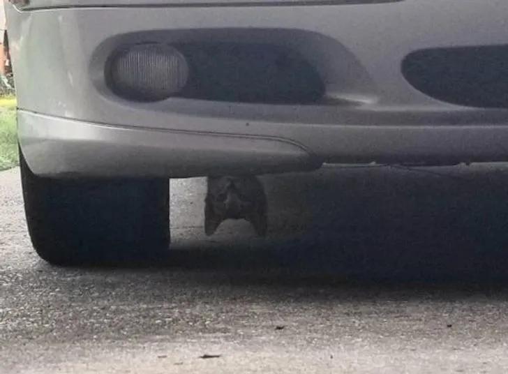 与陌生的猫接触,两只不认识的猫咪相遇会发生什么