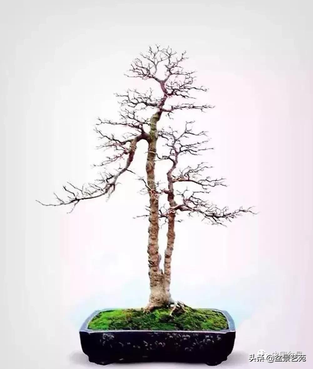 金银花盆景的修剪方法,盆景的修剪知识与技法