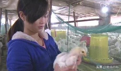 鸡群呼吸道综合症治疗方案大全，收藏自己当兽医，再也不怕养鸡了