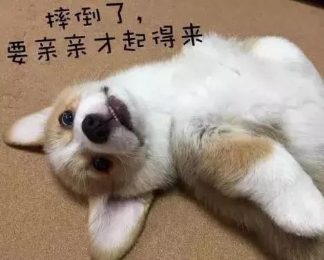 小短腿柯基有点可爱,柯基小短腿好可爱