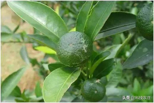 8月份果树植保管理技术要点,8月不努力9月徒伤悲