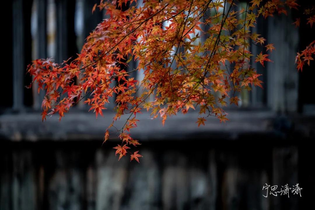 佳能微单rf卡口可用ef镜头吗,佳能微单买转接头还是rf卡口