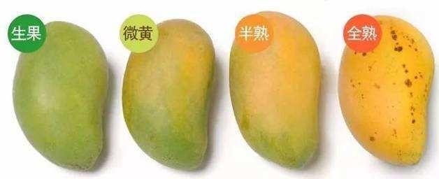 挑选芒果的几个技巧澳芒,芒果的挑选