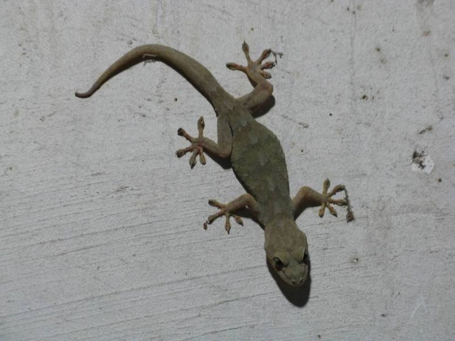 国外网友分享的动植物昆虫笔记,北方常见的昆虫科普知识大全集