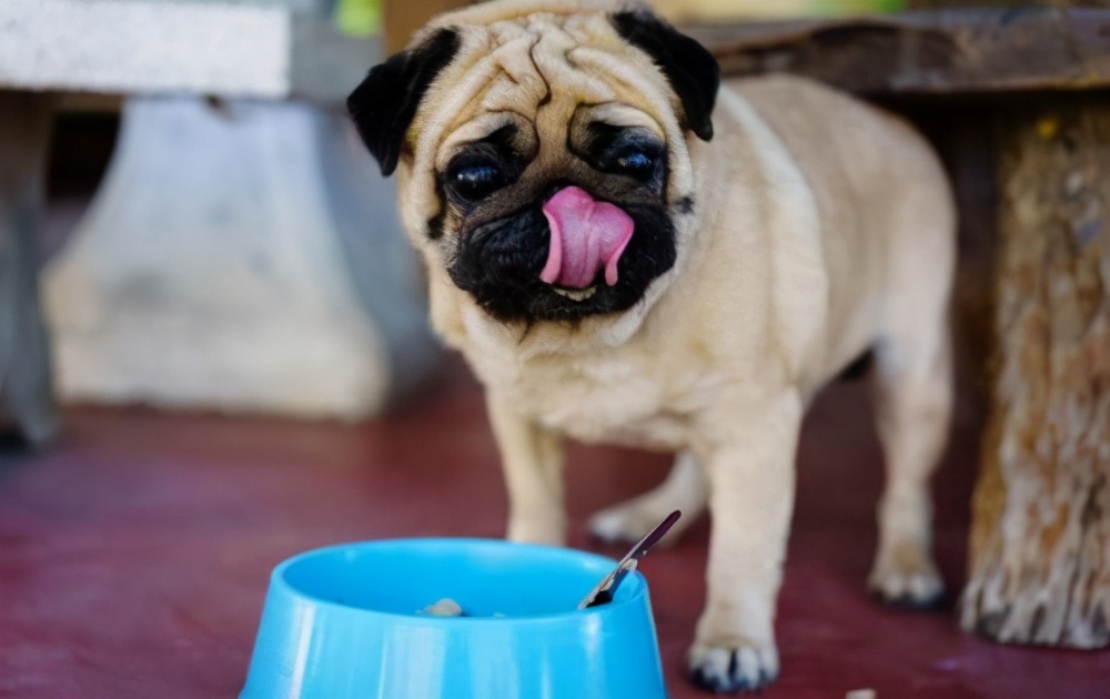 训狗的1000个绝招中文版视频,狗变乖巧萌犬训狗达人有妙招