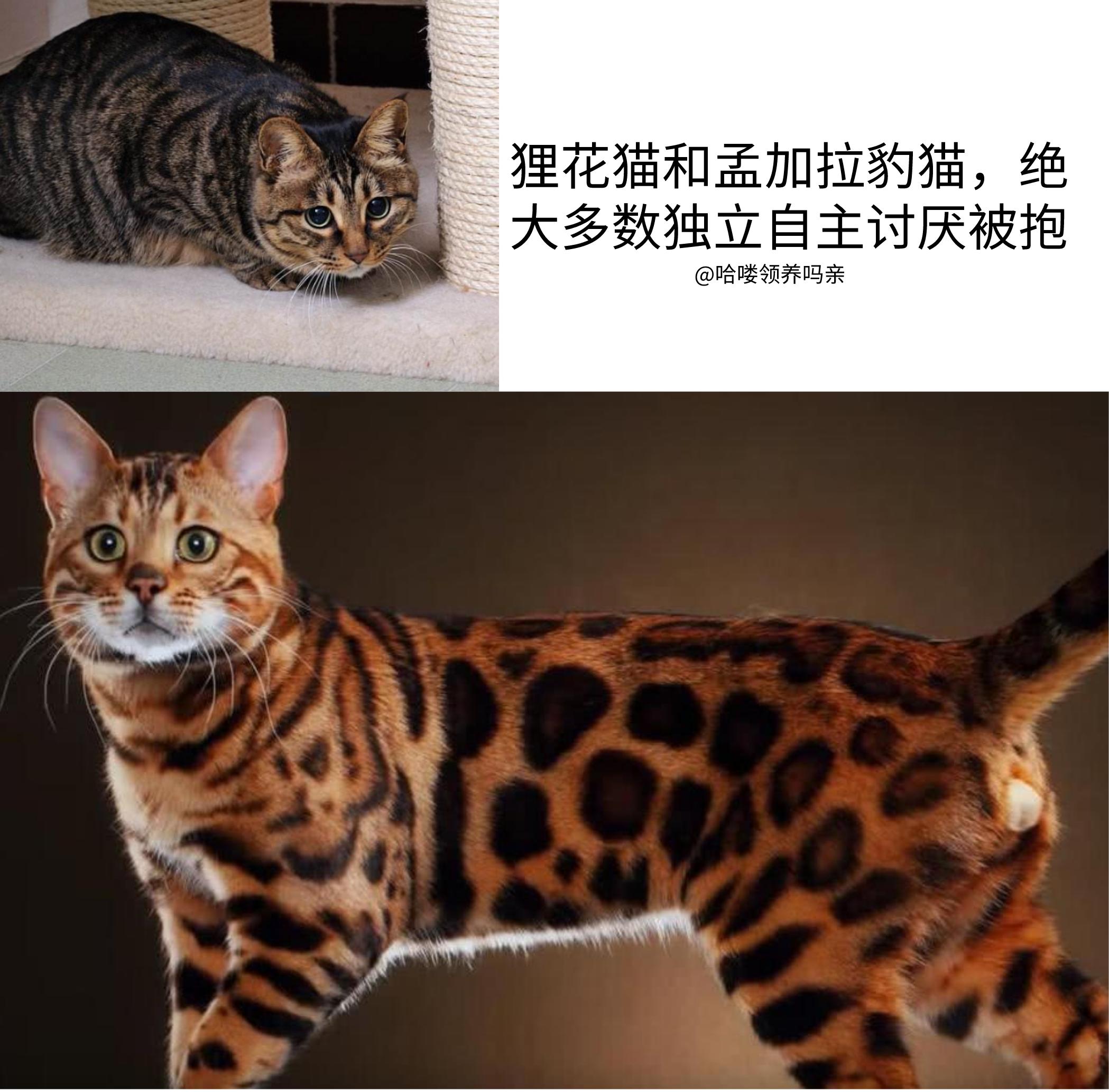 英短猫的颜色就能看出猫的性格,猫咪不同颜色猫爪分辨猫咪的性格