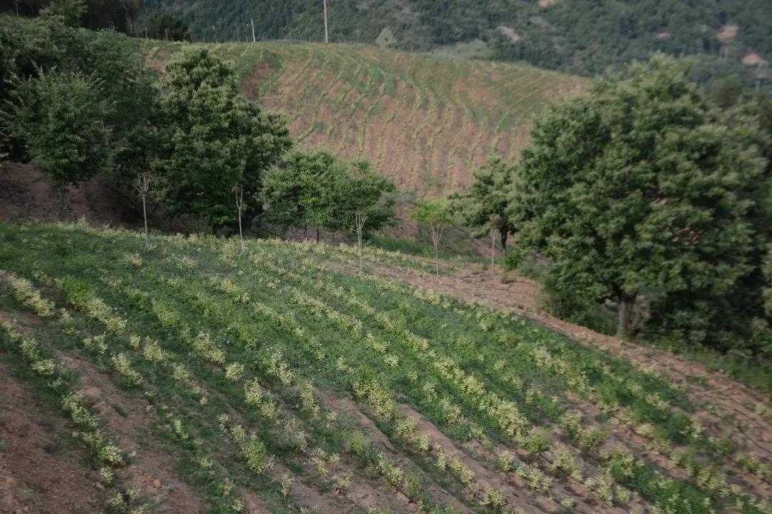 同心奔小康·柞水行|“山茶娃”凝聚浓浓“山海情”