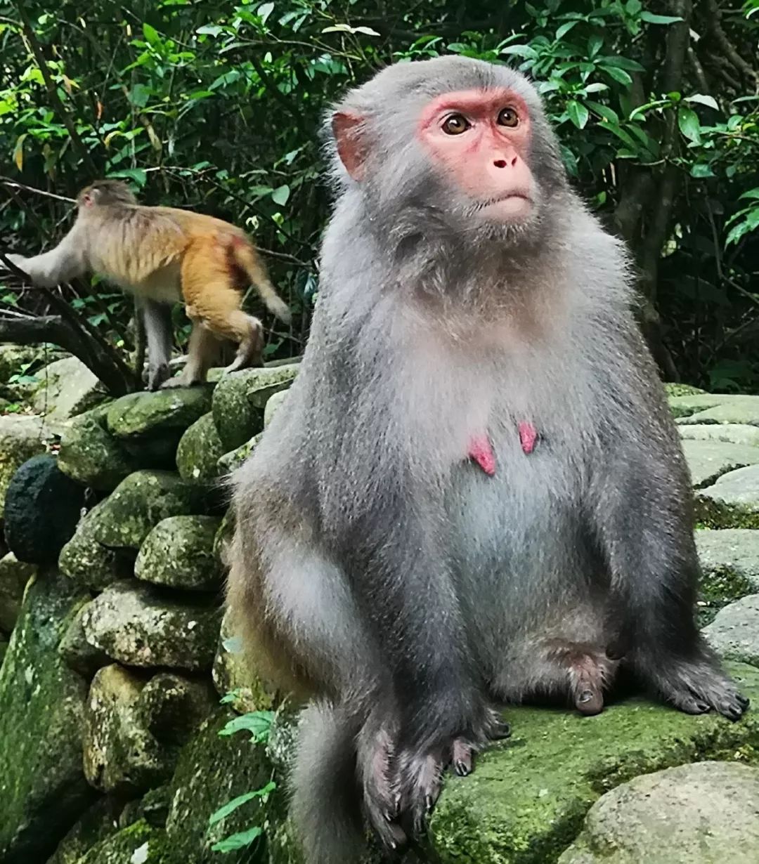 贺州姑婆山景区国家森林公园,贺州姑婆山森林公园路线