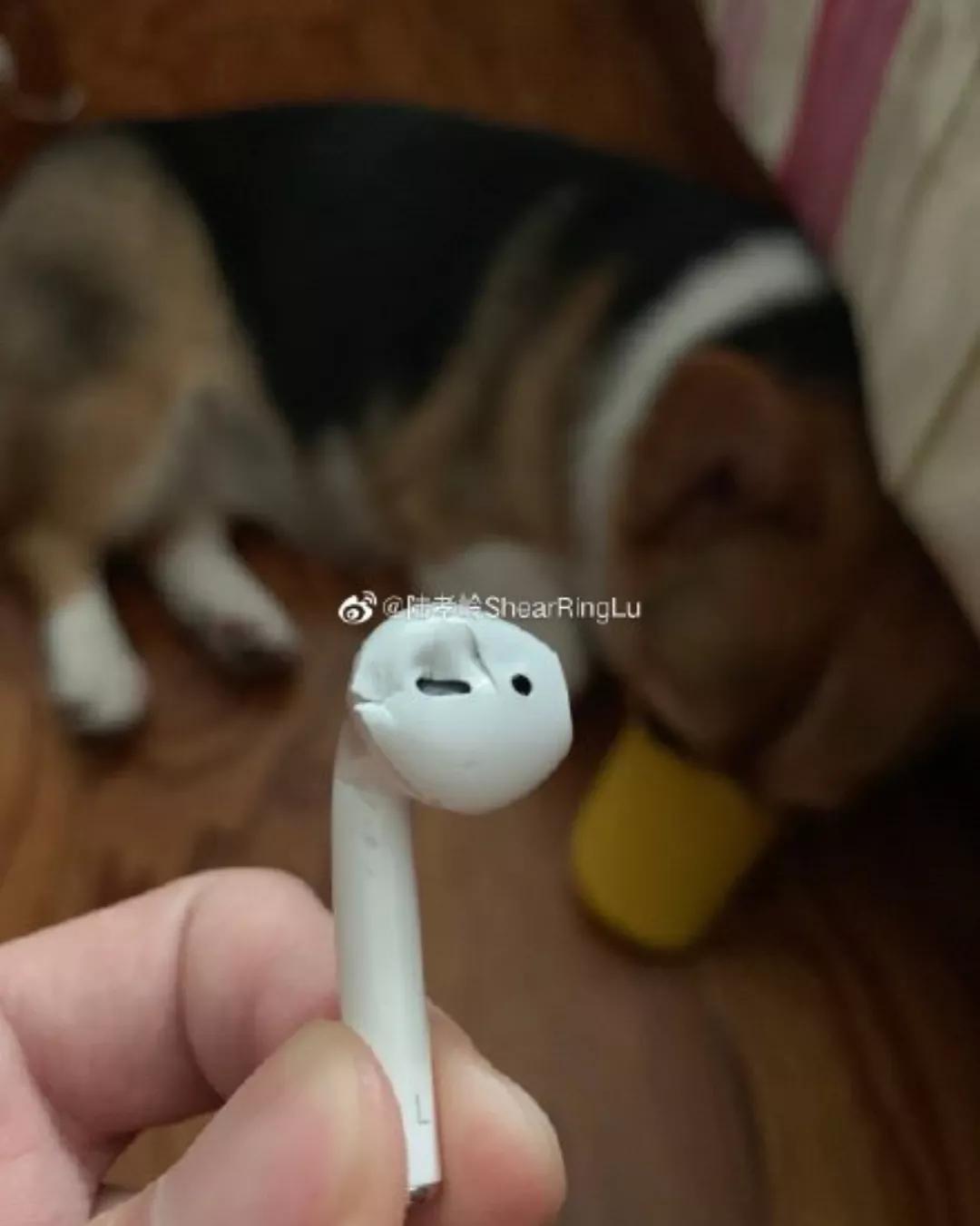 铲屎的都是因为啥和狗吵架，原谅我笑出了声