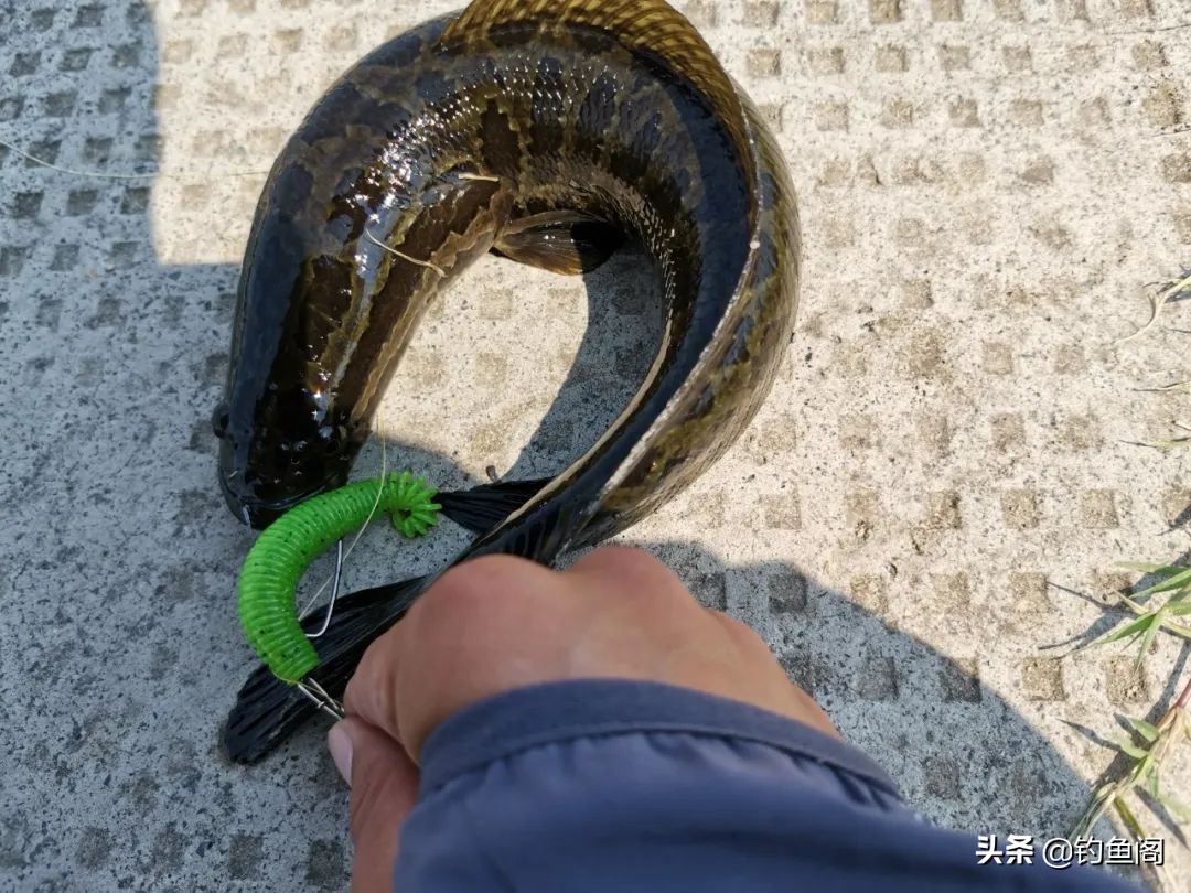 路亚黑鱼雷强竿为什么抛不远,路亚黑鱼要打什么漂