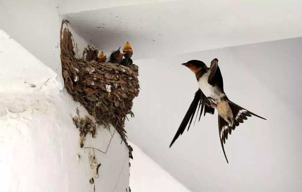 被吹上天的燕窝，根本没啥用