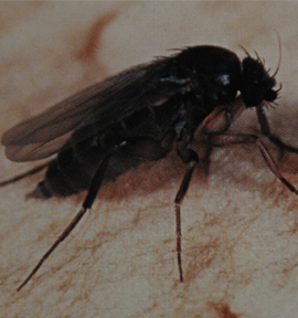 平菇虫害,平菇病虫害防治