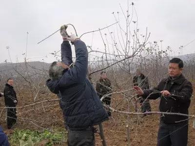 苹果树春季剪枝正确方法,苹果树开花后还能剪枝吗