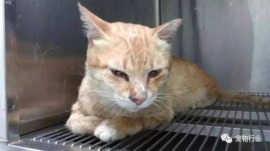 猫的传染病都有哪几种病症,猫咪为什么会传染严重的猫疾病
