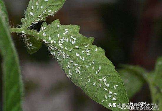番茄叶子上老出一种白色幺蛾子是啥？咋办？几个大招彻底解决