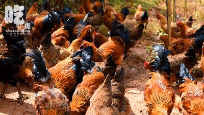 自驾29分钟到，昆明边大片红将军成熟可摘，1口糖心甜蜜又多汁