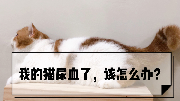 猫咪尿血了怎么自救,猫咪尿血的直接解决方法
