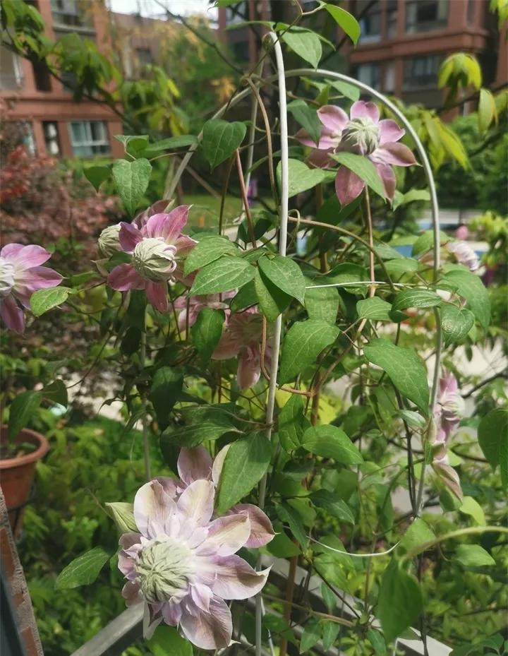 刚到家的花很好没多久就黄叶,买回来的花很快就蔫的原因