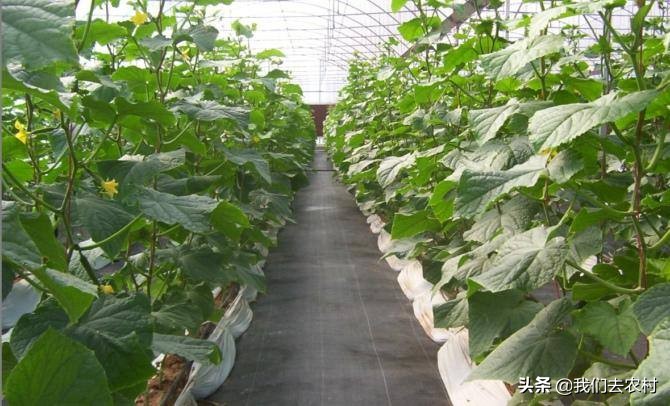 除草技巧,地膜除草最好的方法