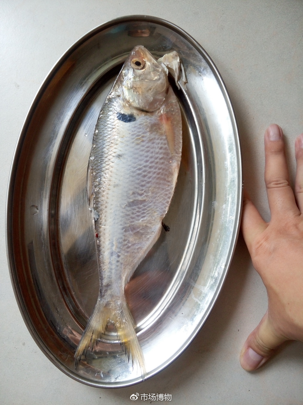 如何辨别海水鱼的公母,淡水鱼和海水鱼有什么区别