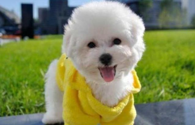 比熊犬的泪痕如何解决,比熊犬有泪痕有什么小技巧解决吗