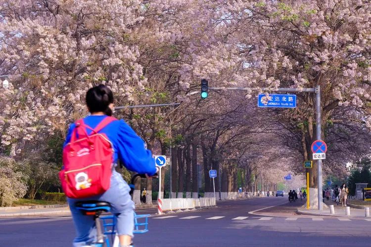 北京有条网红“泡桐大道”,已然成为城市春景“名片”之一