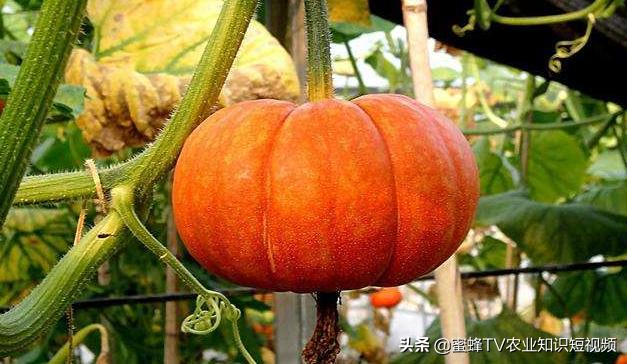 南瓜如何种植才能高产一些,南瓜如何种植能高产