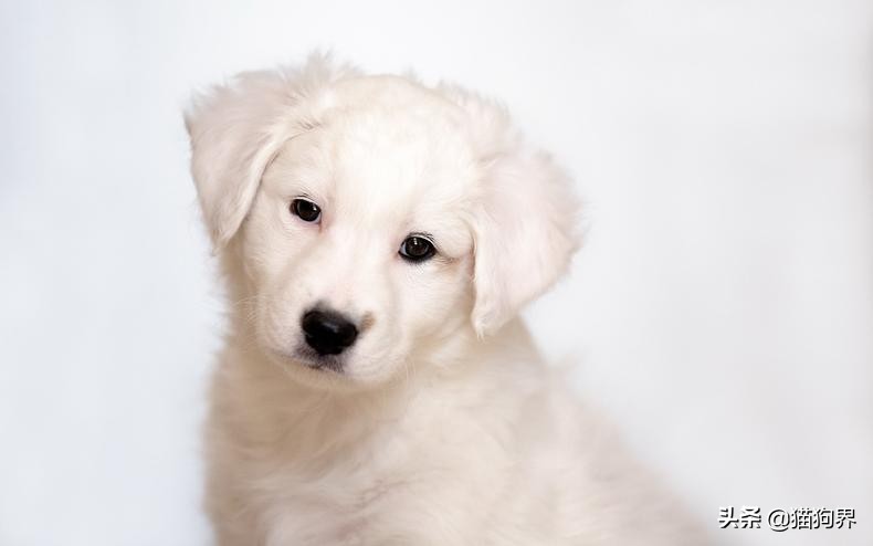 狗狗皮肤起皮屑像头皮屑用什么药,狗狗毛发干枯无光泽有皮屑怎么办