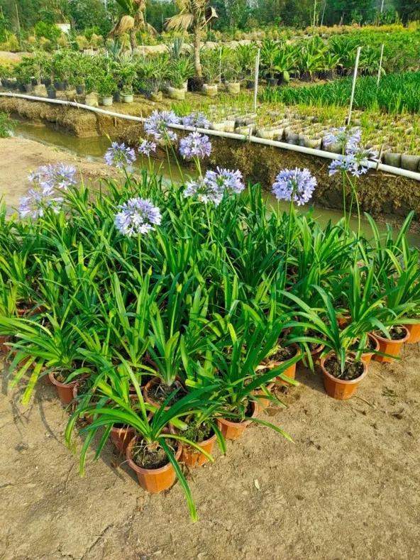 花园庭院设计花卉园艺,花园搭配的草类植物