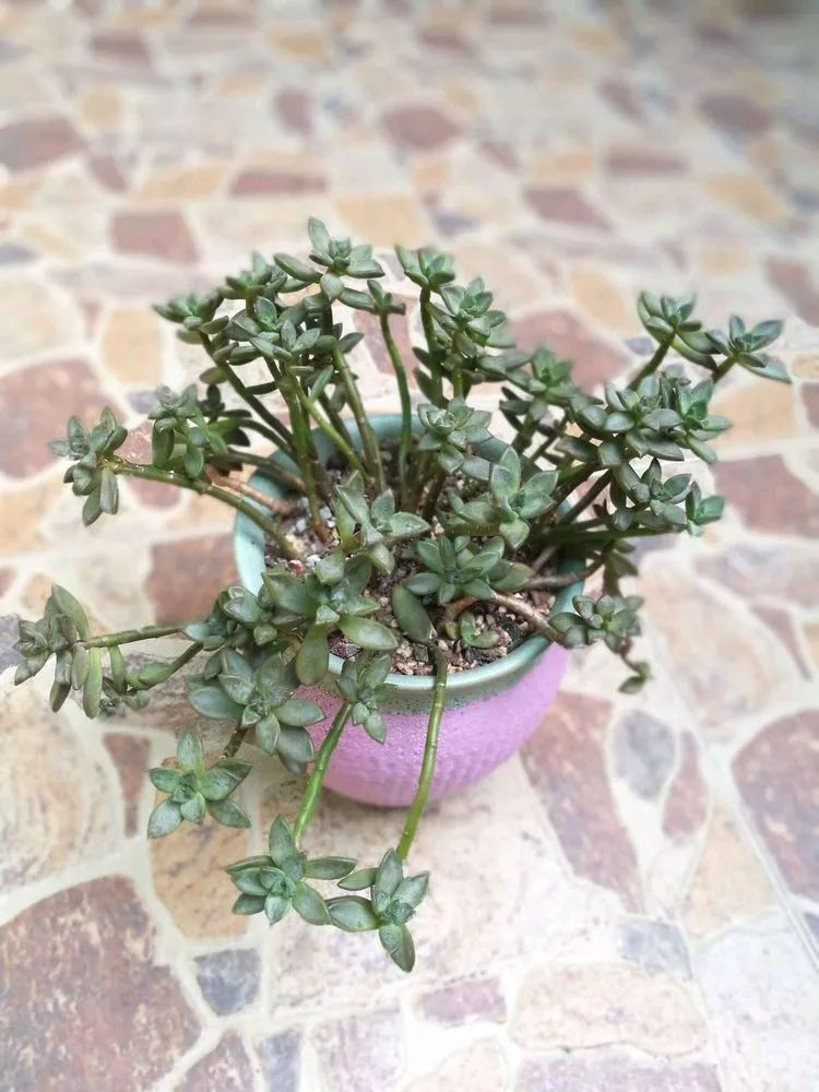 适合从小养到大的多肉,由小到大由浅入深