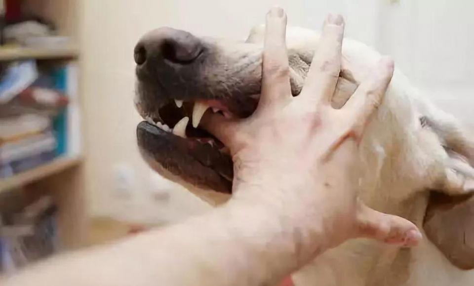 为啥被狗咬了会得狂犬病,为什么被狗咬了会得狂犬病视频