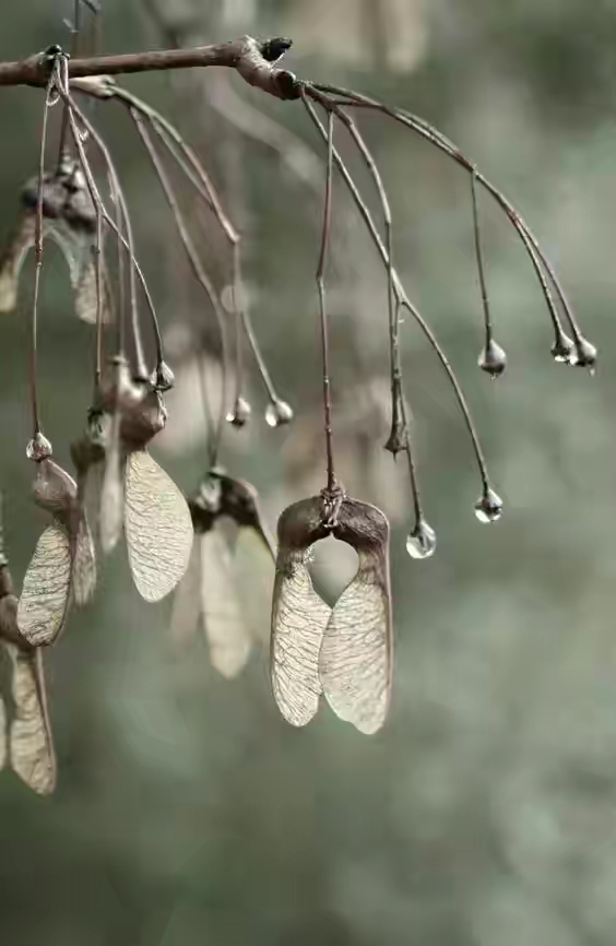世界十大珍贵的植物图片,世界上罕见的名贵植物图片
