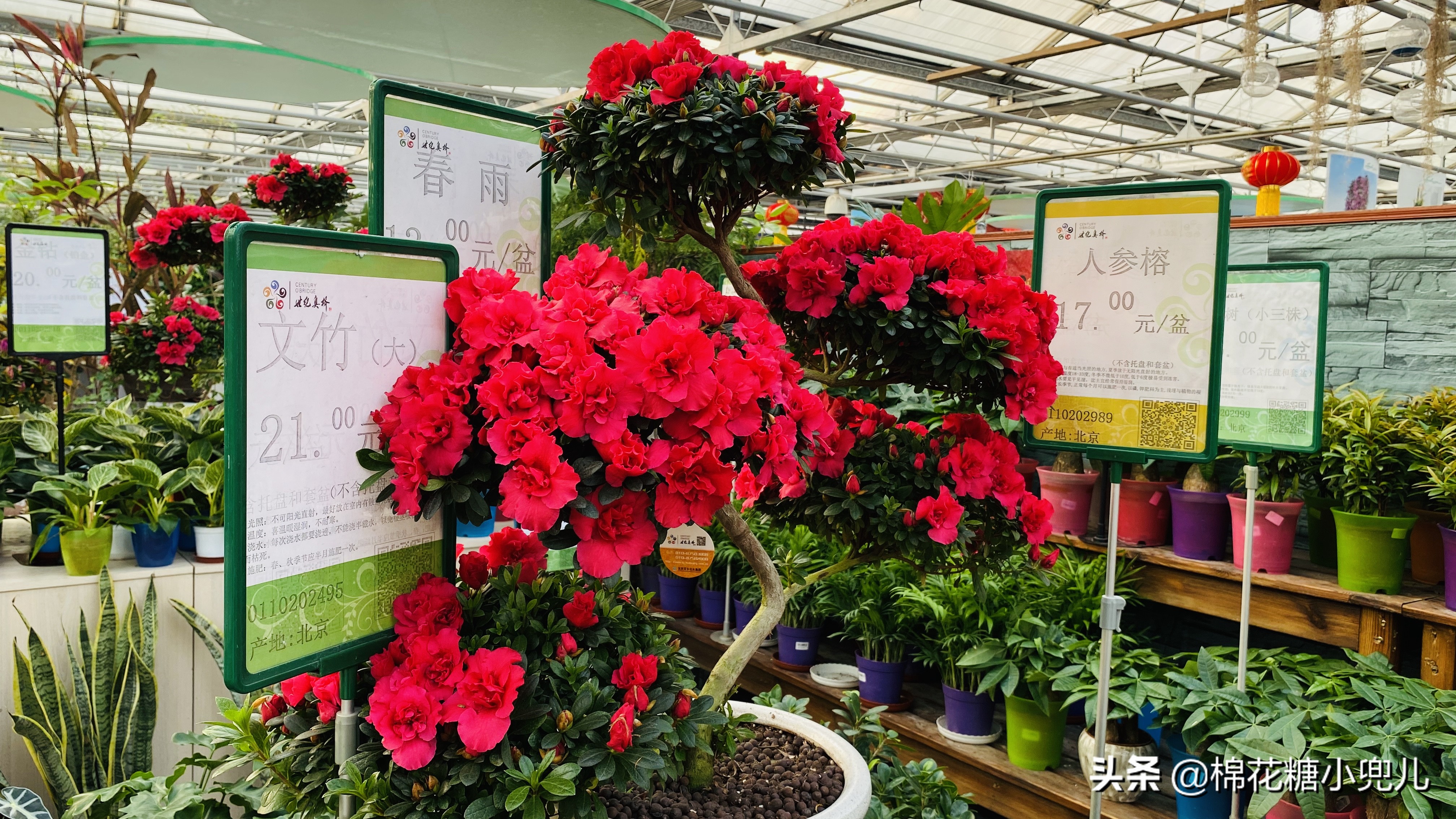 北京南四环花卉绿植批发市场,北京开一家鲜花店