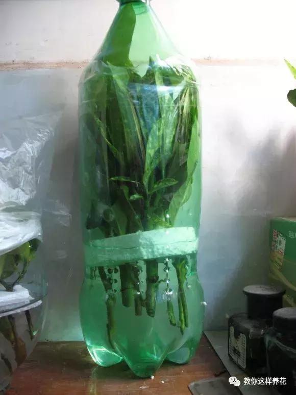 塑料瓶扔了就是扔钱！用来养花就是宝贝，看到了快捡！