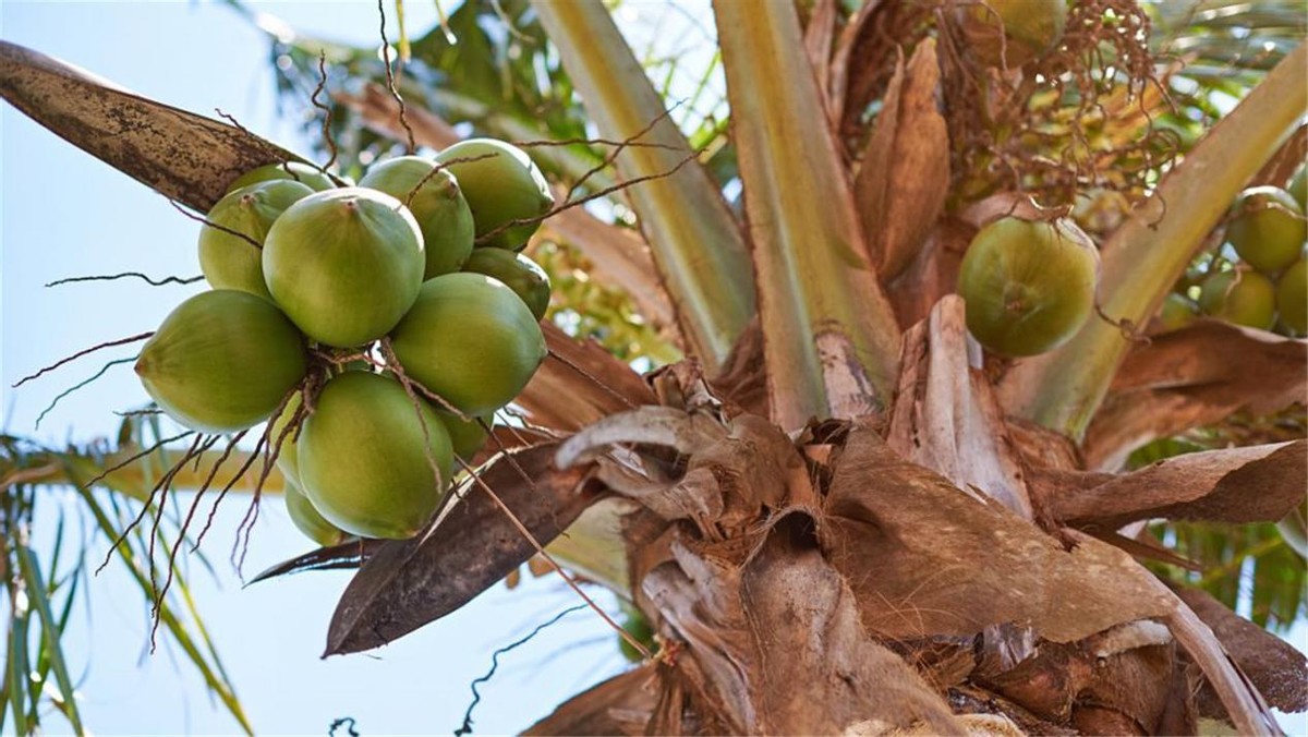 槟榔的危害有多大毁了多少家庭,吃槟榔不舒服为什么还是戒不掉
