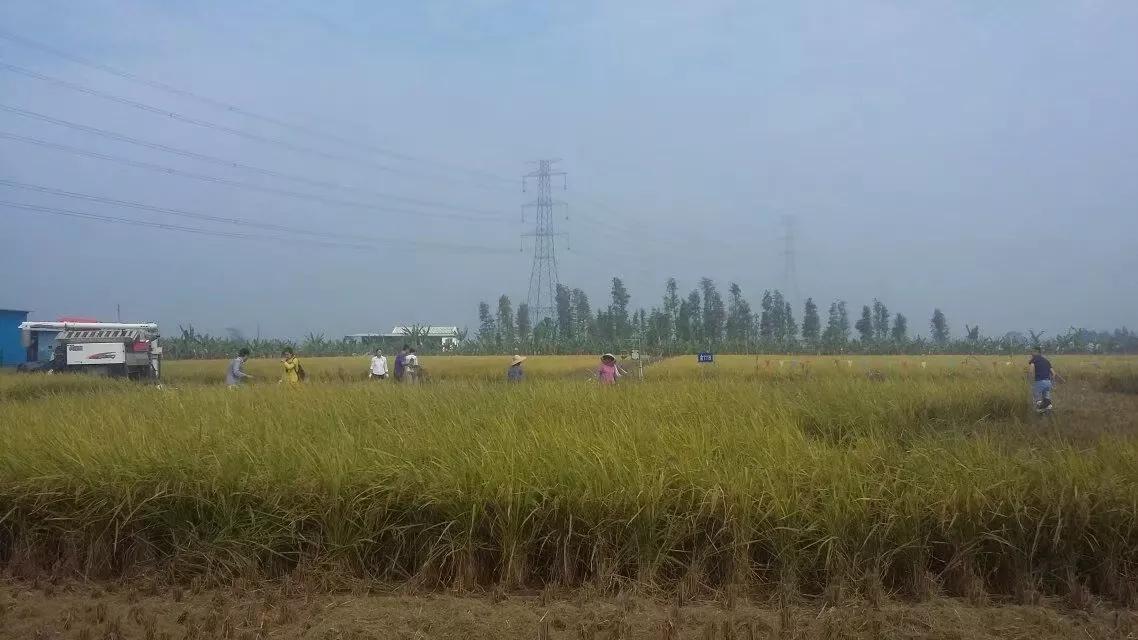 珠海斗门上横古村,珠海斗门古村古镇