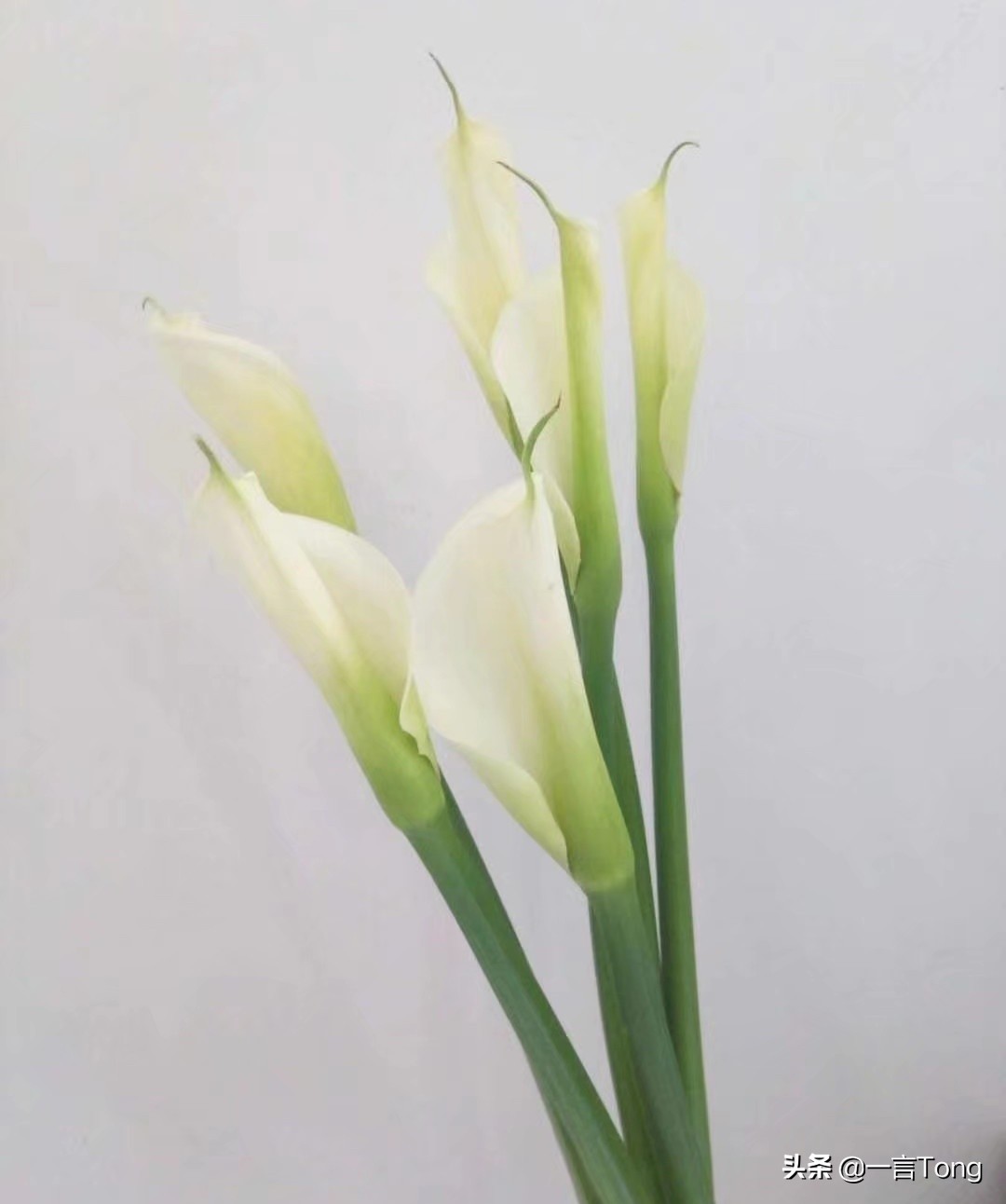 高贵雅致马蹄莲,高贵优雅马蹄莲永生花