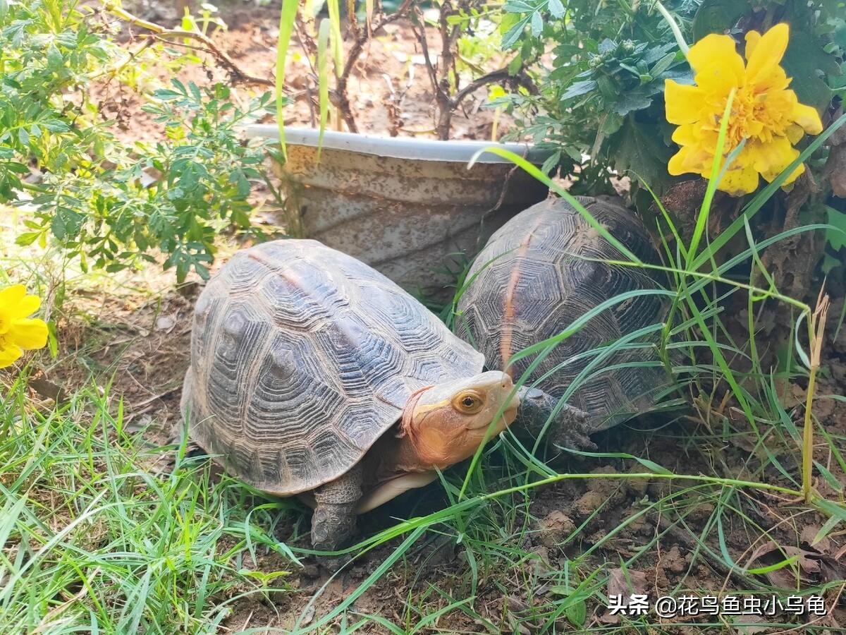 现在养乌龟要放多少水合适,养乌龟水要放几天才能给乌龟用