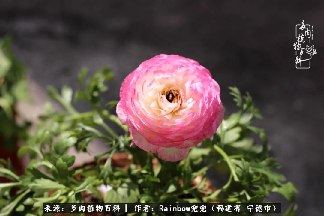 岁月无波澜余生不悲欢是啥意思,愿你岁月无波澜敬我余生无悲欢