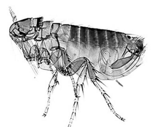 跳蚤的危害及室内灭蚤方法,跳蚤和虱子会传播疾病吗