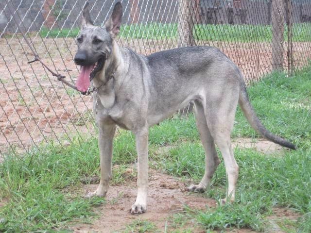 德国牧羊犬病,古代牧羊犬禁食哪些